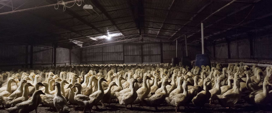 Australian Duck Farming