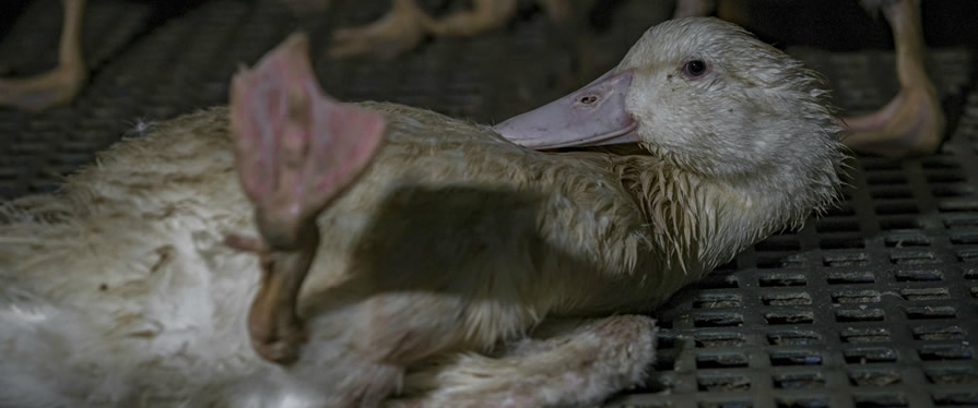 Australian Duck Farming